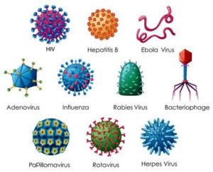 wirusy